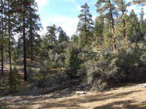 Big Bear Woodland Trail