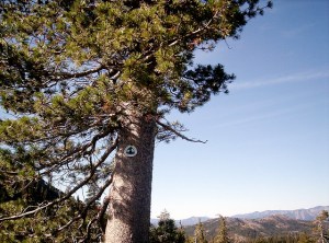 Pacific Coast Trail View
