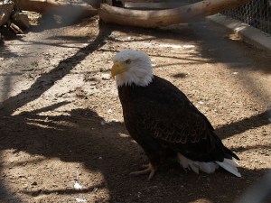 Moonridge Animal Park