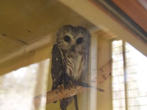 Owl at Big Bear Alpine Zoo