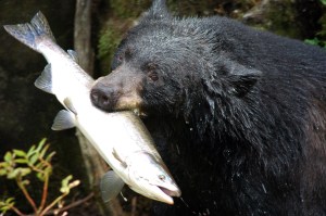 Black Bear fishing