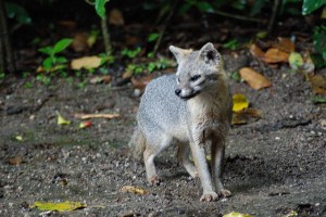 Grey Fox image