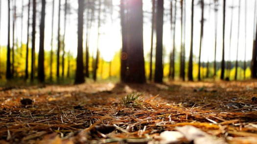 iStock_000048323516_Small