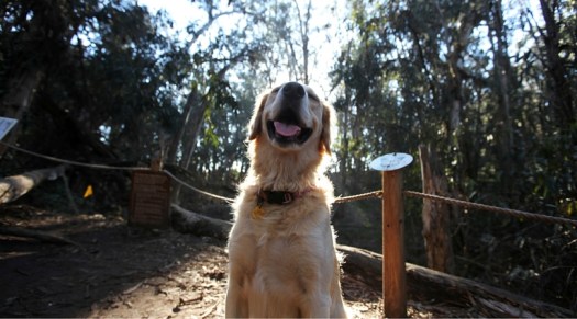 dogs (1)