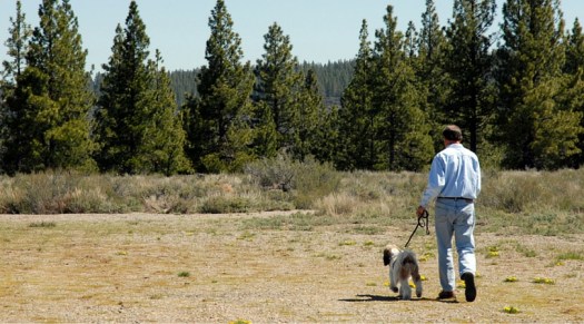 dogs (2)