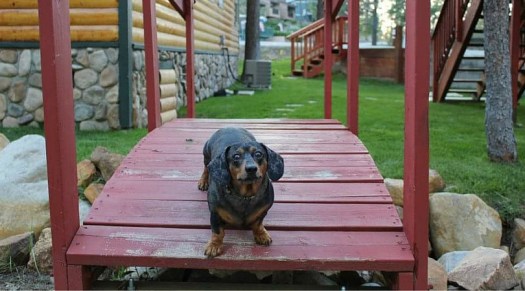 dogs (4)
