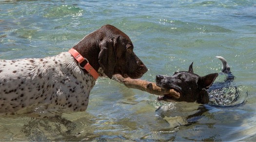 dogs (5)