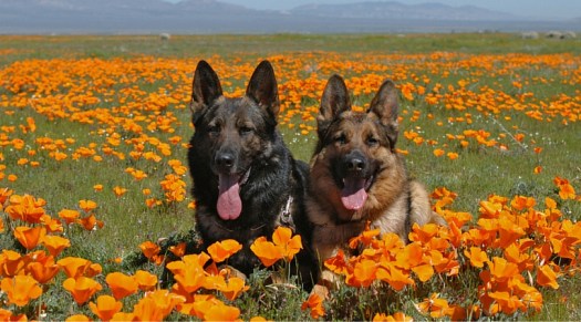 dogs (6)