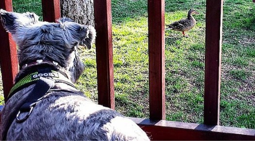 dogs (8)