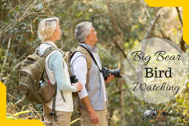 Big Bear bird watching